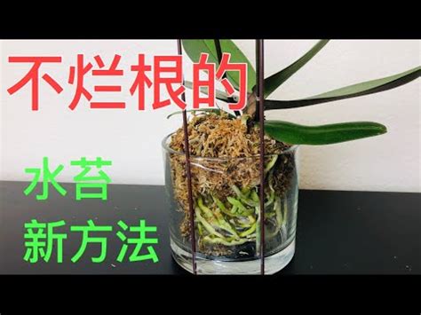 蘭花水台